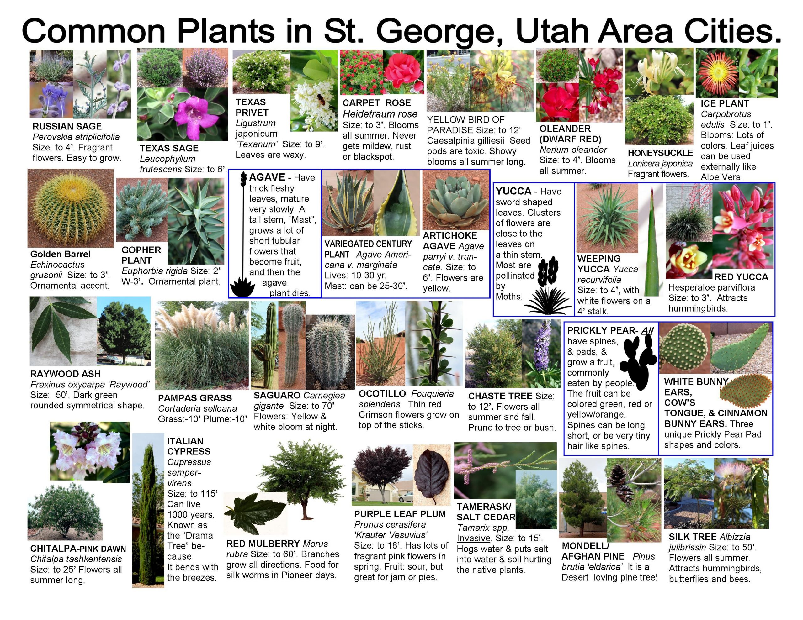 Gartenecke Gestalten Schön Pin On Washington County Utah Plants