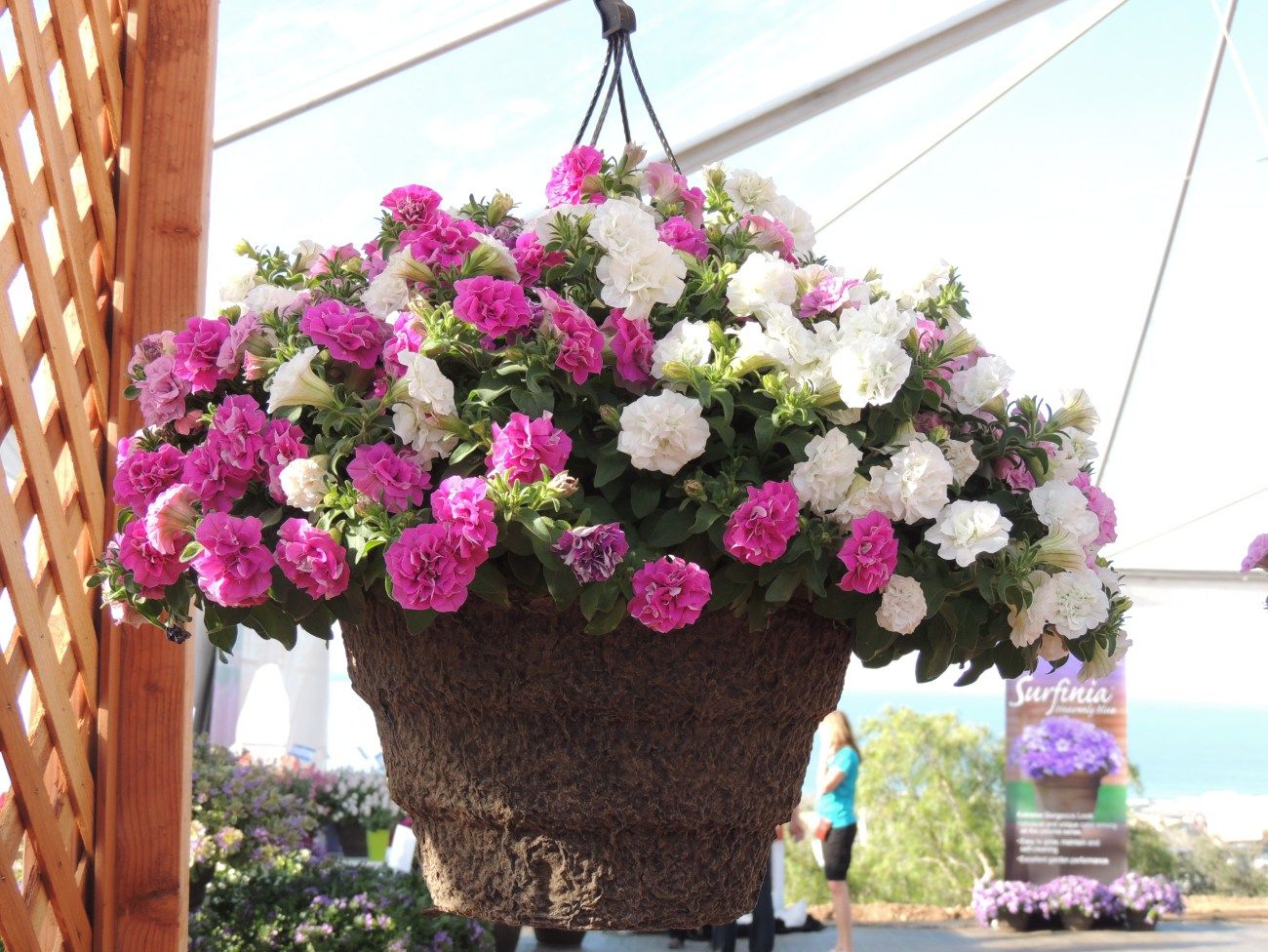 Gartengestaltung Am Hang Neu Surfinia Summer Double Petunia Hanging Basket