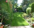 Gartengestaltung Einfach Frisch Pflanzen Garten Sichtschutz — Temobardz Home Blog