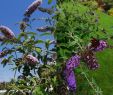 Gartengestaltung Einfach Genial Mein Schmetterlingsflieder Hat Farbe Verloren