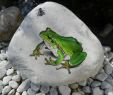 Gartengestaltung Mit Steinen Und Kies Bilder Schön Frosch Mit Fliege Auf Stein Etwas Anspruchsvoller Für Den