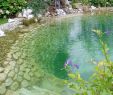 Gartengestaltung Naturstein Frisch Wasserfälle Biotope Teiche Gartengestaltung