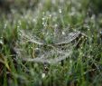 Gartengestaltung Online Inspirierend Macro Web In the Grass