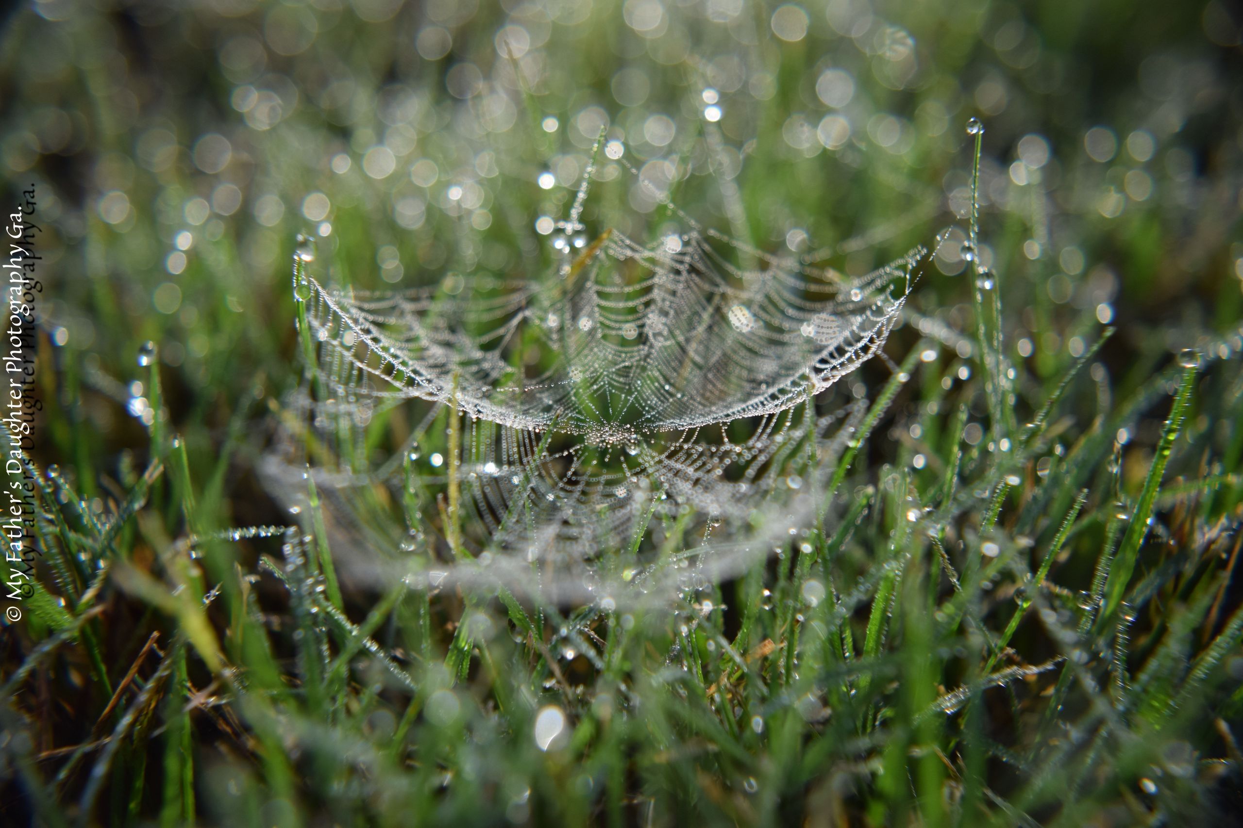 Gartengestaltung Online Inspirierend Macro Web In the Grass