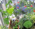Gartengestaltung Pflanzen Einzigartig Garten Pflanzen Sichtschutz — Temobardz Home Blog