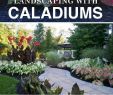 Gartengestaltung Pflegeleicht Neu Landschaftsgestaltung Leicht Gemacht Mit Caladiums
