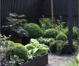 Gartengestaltung Steingarten Neu Kiesgarten Anlegen Ideen — Temobardz Home Blog