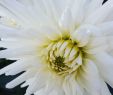 Gartenideen Bilder Neu Flowerloversdaily Instagram Photos and Videos Instagram