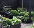 Gartenideen Für Kleine Gärten Luxus Zimmerpflanzen Groß Modern — Temobardz Home Blog