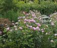 Gartenideen Kleiner Garten Genial Rose Alnwick Castle ÐÐ¾Ð¸ÑÐº Ð² Google