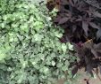 Gartenideen Mediterran Elegant Another View Of Helichrysum Licorice Vine On Left This is