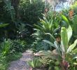 Gartenideen Mediterran Inspirierend Pin by Nikros Bustank On Tropical Garden