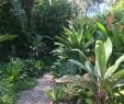 Gartenideen Mediterran Inspirierend Pin by Nikros Bustank On Tropical Garden