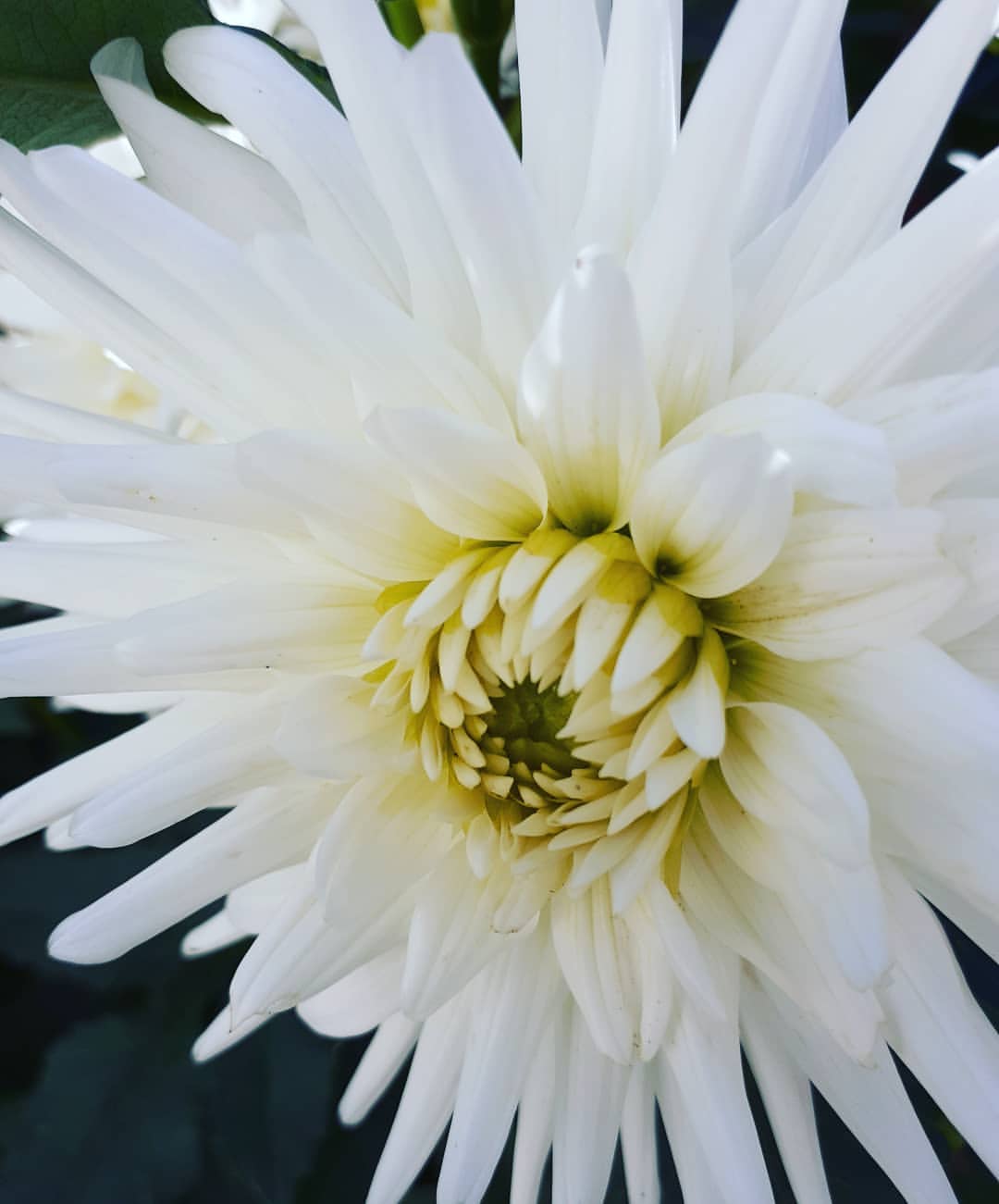 Gartenideen Schön Flowerloversdaily Instagram Photos and Videos Instagram
