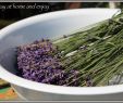 Gartenideen Sichtschutz Inspirierend Lavendel Ernte Stay at Home and Enjoy Mein Garten