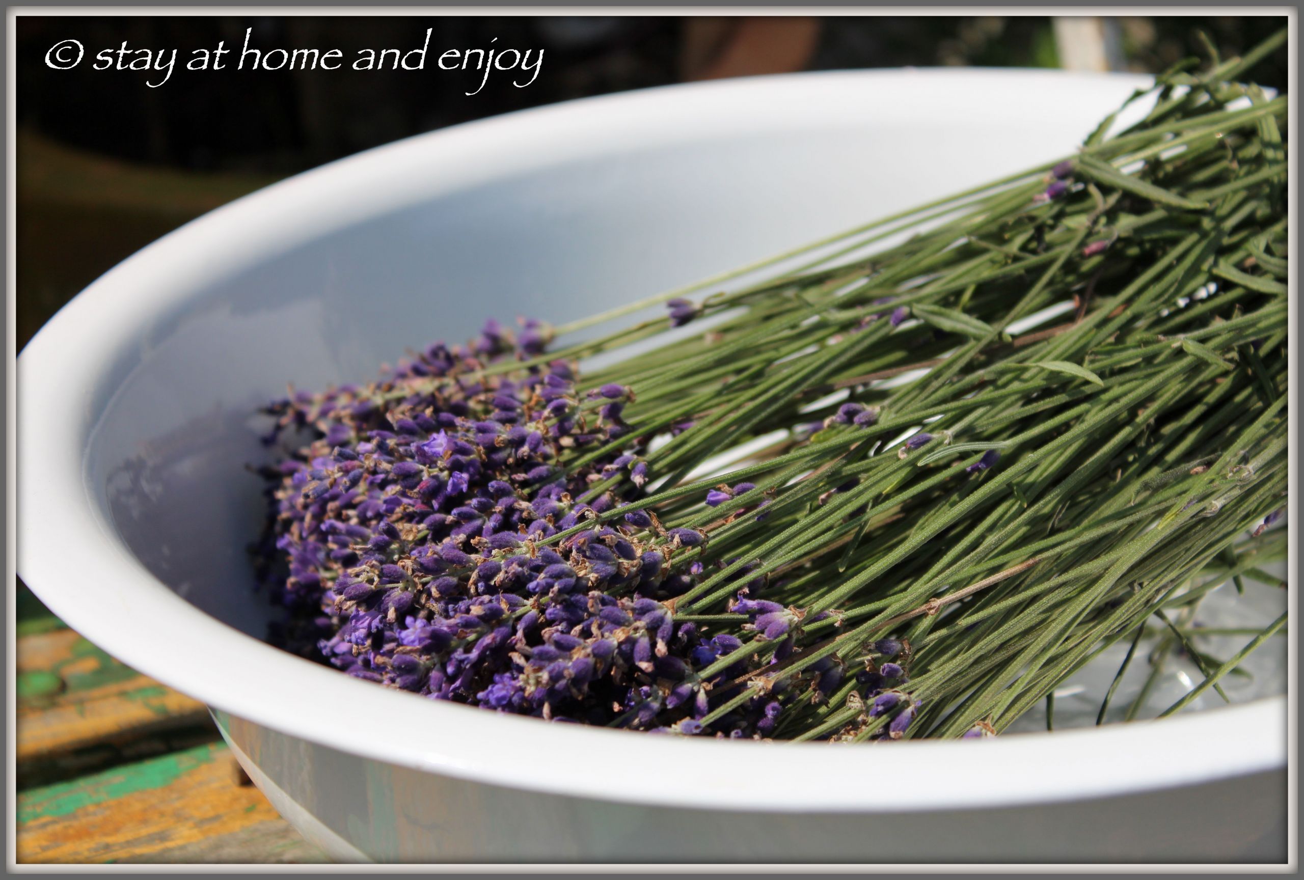 Gartenideen Sichtschutz Inspirierend Lavendel Ernte Stay at Home and Enjoy Mein Garten