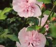 Gartenpflanzen Pflegeleicht Elegant Garteneibisch Pink Chiffon