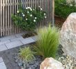 Gartenpflanzen Pflegeleicht Inspirierend Pflanzen Garten Sichtschutz — Temobardz Home Blog