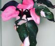 Gartenpflege Frisch Philodendron "pink Princess"