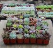 Gartenpflege Inspirierend Succulent Shops are Fun and All but Nothing Beats Plant Mail