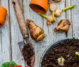 Gartenstauden Best Of Primeln Narzissen & Tulpen Recyceln Auspflanzen Statt