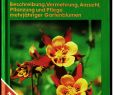 Gartenstauden Frisch Gartenstauden Beschreibung Vermehrung Anzucht Pflanzung Und Pflege Mehrjähriger Gartenblumen