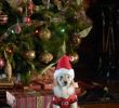 Gartenstecker Rost Weihnachten Frisch Santa Bud S Auf Der Suche Nach Santa Pfote Dvd