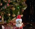 Gartenstecker Rost Weihnachten Frisch Santa Bud S Auf Der Suche Nach Santa Pfote Dvd