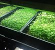 Gartentipps Best Of Microgreens Verticalfarming Hydrokultur