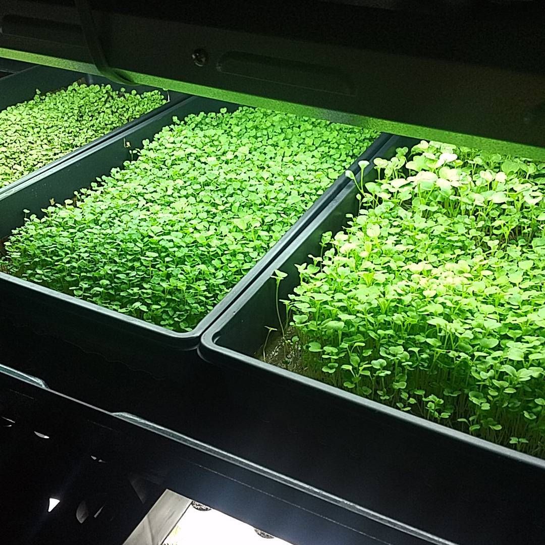 Gartentipps Best Of Microgreens Verticalfarming Hydrokultur