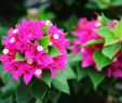 Gartentipps Neu Beautiful Pink Flowers with Green Leaf Background