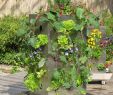 Gartenumgestaltung Best Of Kubi Vertikales Hochbeet Blumen Kräuter In 2514 Gemeinde