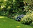 Gartenumgestaltung Inspirierend Storchschnabel Und andere Stauden Gräser Und Ihre