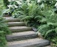 Gartenweg Frisch Steps Ferns and Hydrangeas