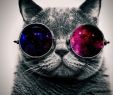 Gute Halloween KostÃ¼me Einzigartig Cat Galaxy Glasses Animal tokkoro Amazing Hd