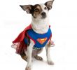 Halloween Laden Luxus Dc Icsâ¢ Supergirl Dress Pet Costume