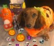 Halloween Online Shop Genial Golden Retriever Dog Halloween Costume Golden Retriever Dog