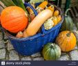 Halloween Tischdeko Frisch Pumpkin Basket Deco Stock Alamy