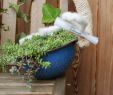 Herbst Gartendeko Luxus Emaille Sieb Winterhart Bepflanzt