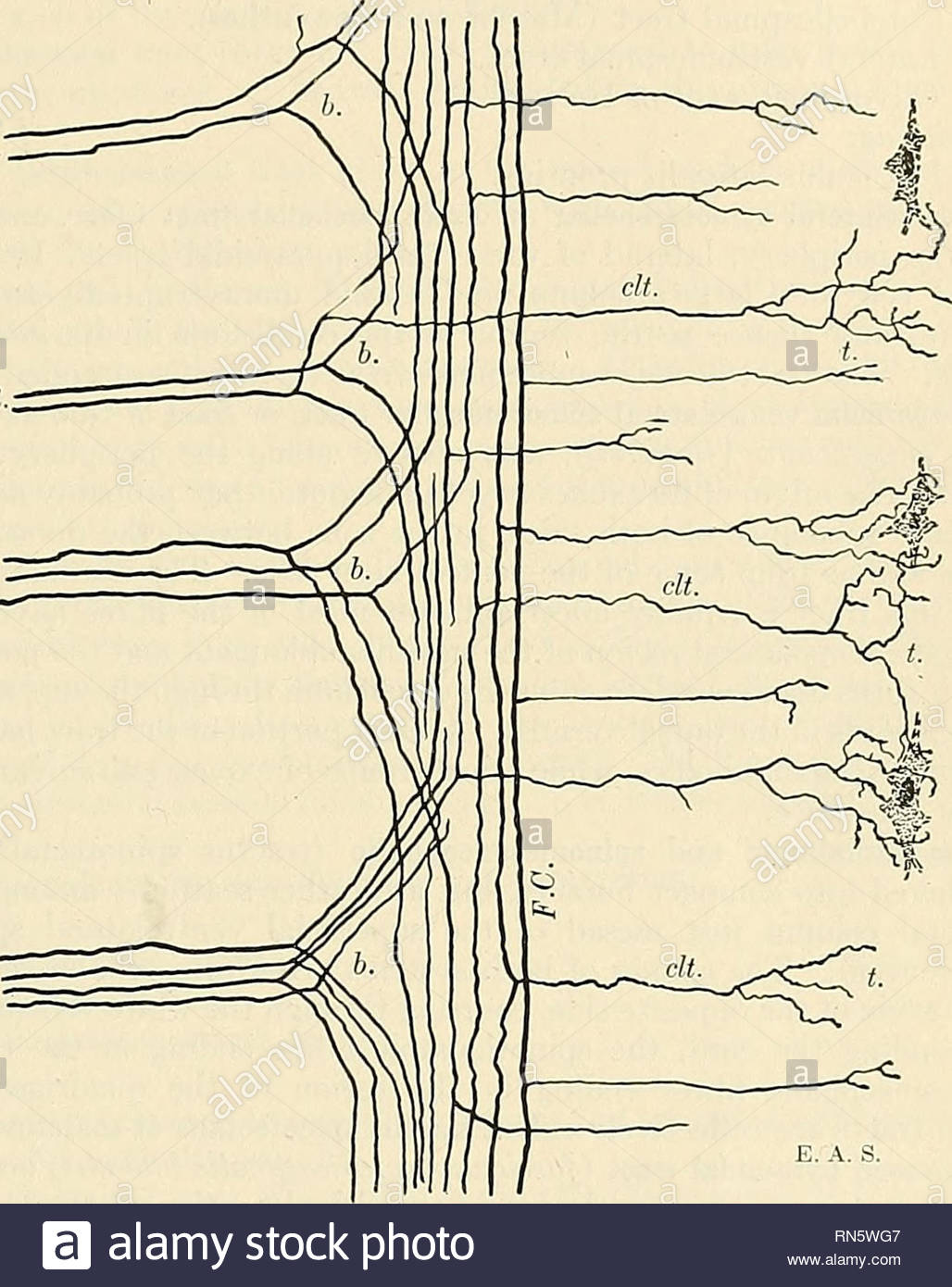 anatomy descriptive and applied anatomy the spinal cord 837 well as toward clarkes column while a third group of fibres forms the so called marginal tract situated close to or among the entering fibres of the dorsal roots but frec uently described as lying in the lateral column the tract is demonstrable in all levels and is made up of successive increments of relatively short axones traversing not more than three or four segments to end in relation with the cells in the gdafiiiosa rolandi ground btindle of the dorsal columna zone of fibres contiguous with the dorsal face of the RN5WG7