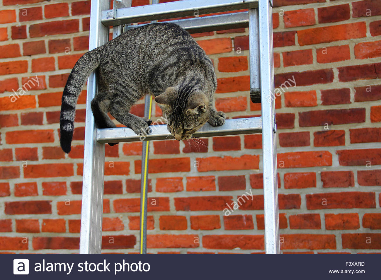 cat on ladder F3XARD