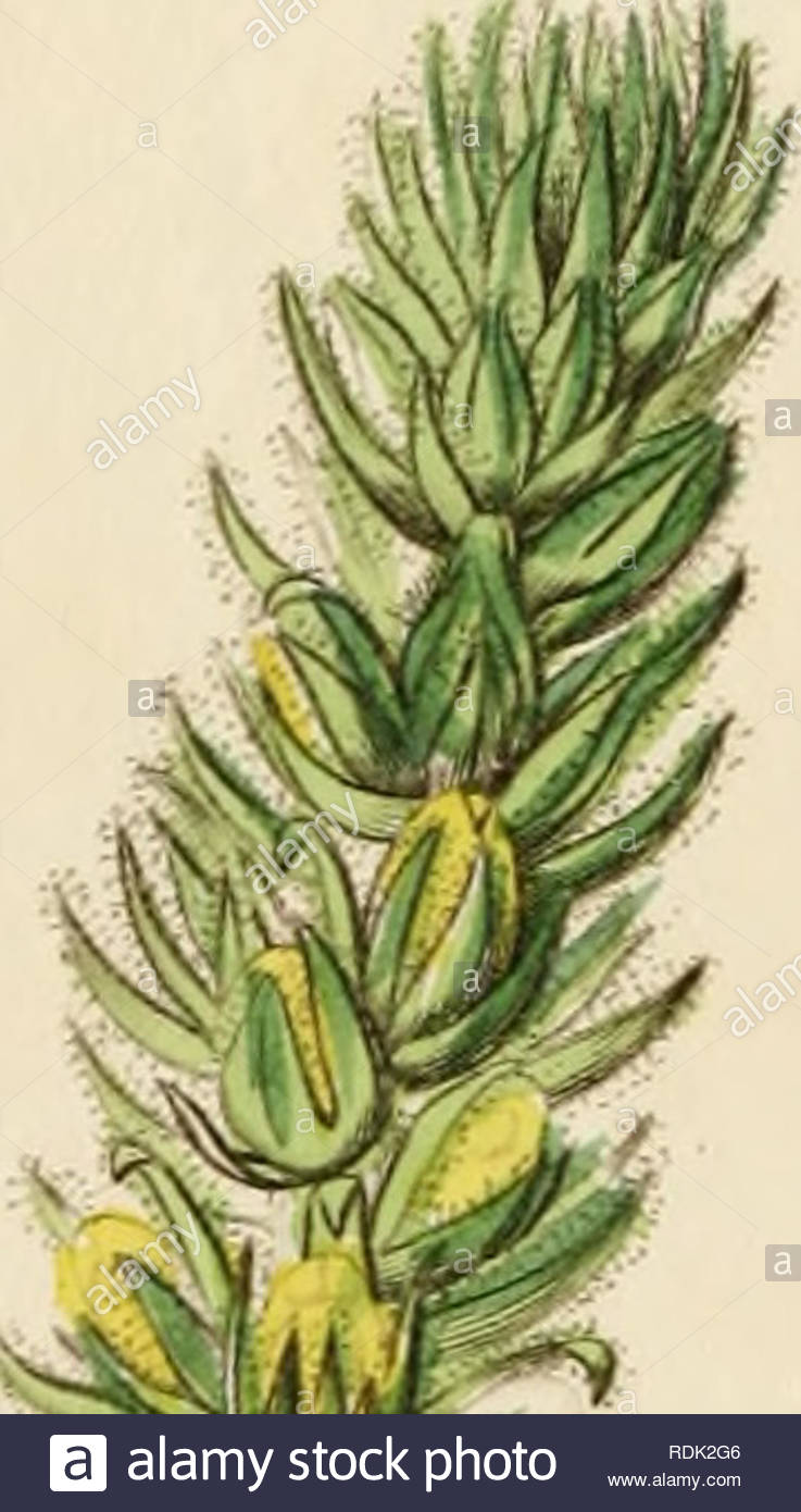 edwards botanical register or ornamental flower garden and shrubbery plants ornamental great britain plants ornamental great britain plant introduction great britain alien plants great britain botanical illustration great britain botanical illustration great britain plants plants g3 please note that these images are extracted from scanned page images that may have been digitally enhanced for readability coloration and appearance of these illustrations may not perfectly resemble the original work edwards sydenham 1769 1819 lindley john 1799 18 RDK2G6