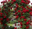 Ideen Gartendeko Inspirierend 45 Awesome Garden Rose Flower Ideen Für Erstaunliche