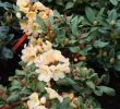 Japanische Deko Garten Best Of Rhododendron Gordian • Rhododendron Hybride Gordian