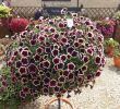 Japanische Deko Garten Luxus Petunia Cascadia Rim Magenta