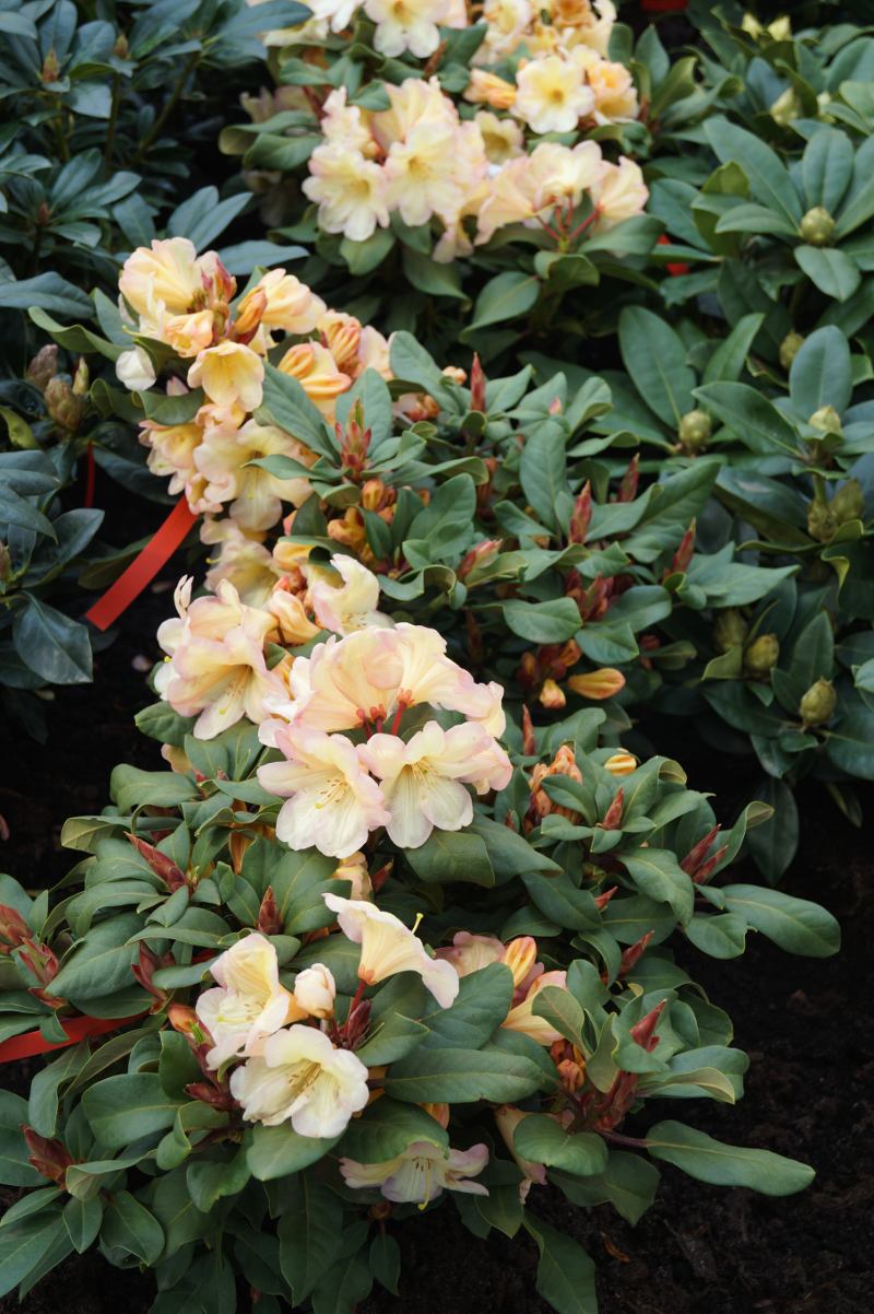 Japanischer Garten Deko Frisch Rhododendron Gordian • Rhododendron Hybride Gordian