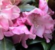 Japanischer Garten Pflanzen Frisch Rhododendron Anushka