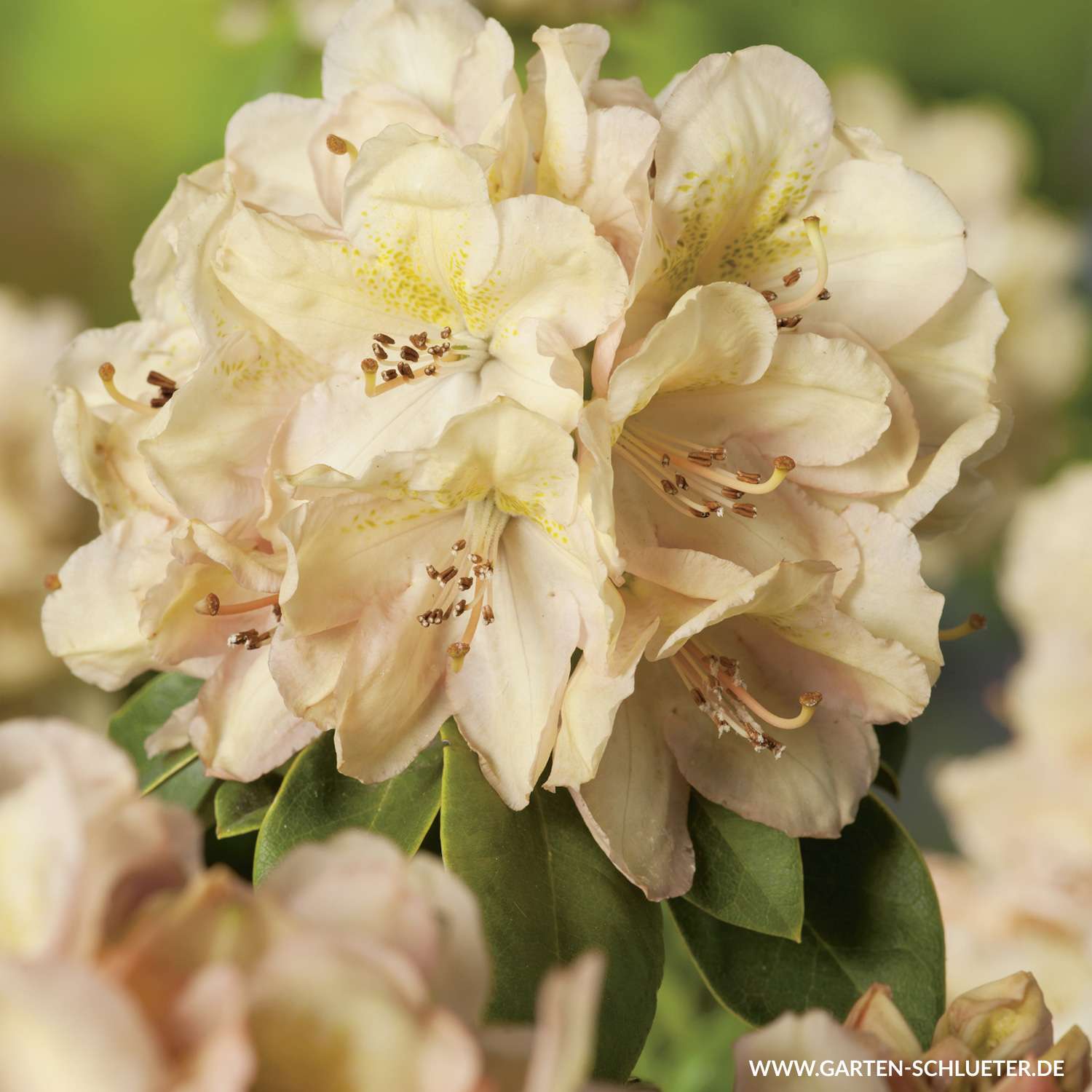 1 Rhododendron Hybride Belkanto 1280x1280 2x