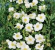 Japanischer Garten Pflanzen Neu Fingerstrauch Snowbird Potentilla Fruticosa Snowbird