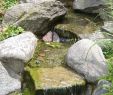 Japanisches Wasserspiel Selber Bauen Genial Beruhigender Bachlauf Mit Wasserfall In Kleinem Garten In